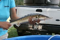 Sturgeon